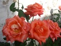 Close up of a bunch of orange rose flowers