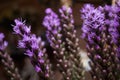 Violet Liatris spicata