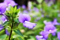 Close Up and Selective focus with Violet or Purple colors of Beautiful Flower Blooming on Blur Green Leaf Background Royalty Free Stock Photo