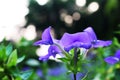 Close Up and Selective focus with Violet or Purple colors of Beautiful Flower Blooming on Bokeh Background Royalty Free Stock Photo