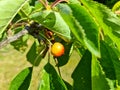 Close up selective focus of yellow and red cherries at a small cherry tree Royalty Free Stock Photo