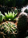 Close up and Selective focusing on Cactus in the morning with natural light