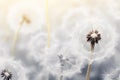 close-up selective shot of realistic Dandelion flowers generative ai