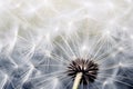 close-up selective shot of realistic Dandelion flowers generative ai
