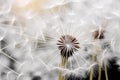 close-up selective shot of realistic Dandelion flowers generative ai