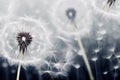 close-up selective shot of realistic Dandelion flowers generative ai