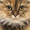 Close-up of a Selkirk Rex, 5 months old Royalty Free Stock Photo