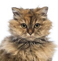 Close-up of a Selkirk Rex, 5 months old, looking at camera Royalty Free Stock Photo