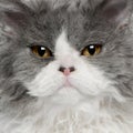 Close-up of Selkirk Rex kitten Royalty Free Stock Photo