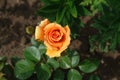 A close up of semi-open apricot rose growing in the garden