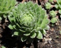 Close up of a Sempervivum Marne succulent in an outdoor garden Royalty Free Stock Photo