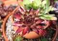 Close-up of sempervivum plant in sunlight Royalty Free Stock Photo