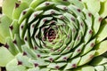 Close-Up of sempervivum succulent. Royalty Free Stock Photo