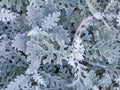 Close up of senecio cineraria. Natural pattern or background Royalty Free Stock Photo