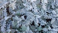 Close up of senecio cineraria. Natural pattern or background Royalty Free Stock Photo