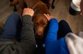 Close Up Of Senior Couple Sitting On Sofa At Home Stroking Pet Dog Royalty Free Stock Photo