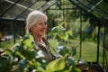 Close-up of senior gardener woman carrying crate with plants in greenhouse at garden. Royalty Free Stock Photo