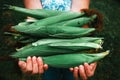 Close up senior hands corn harvest.