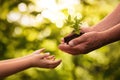 Close up of senior hands giving small plant to a child Royalty Free Stock Photo