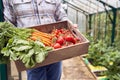 Close Up Of Senior Man Holding Box Of Home Grown Vegetables In Greenhouse Royalty Free Stock Photo