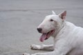 Senior white English bull terrier 13 year old lying down on wide concrete courtyard