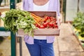 Close Up Of Senior Woman Holding Box Of Home Grown Vegetables In Greenhouse Royalty Free Stock Photo