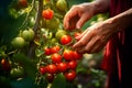 Close-up senior woman hand harvesting fresh organic tomatoes. Generative AI