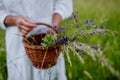 Close-up of senior woman wih basket in meadow in summer collecting herbs and flowers, natural medicine concept. Royalty Free Stock Photo