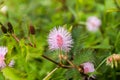 Close up of Sensitive plant flower with blur background
