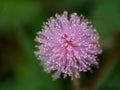 Close up of Sensitive plant flower