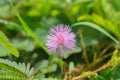 Close up of Sensitive plant flower Royalty Free Stock Photo