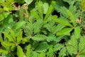 Close up of Sensitive plant leaf