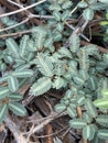 Sensitive plant leaves background. (Scientific name mimosa pudica Royalty Free Stock Photo