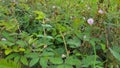 Close up of Sensitive plant or mimosa pudica plant