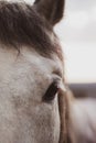 Close-up in Sepia - Detail of a horse`s head with eye and long eyelashes. A devoted look of the horse.