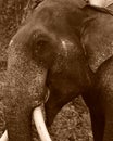 A close up sepia image of a Male Asian Elephant. Royalty Free Stock Photo