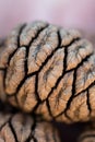 Close up of Sequoia Seed Royalty Free Stock Photo
