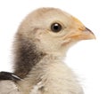 Close-up of Serama, Malay Ayam Serama, a bantam breed of chicken, 3 weeks old Royalty Free Stock Photo