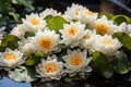 Close-Up of Serene White Lotus Flowers Floating on Still Waters. Calming Rhythms