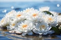 Close-Up of Serene White Lotus Flowers Floating on Still Waters - A Tranquil and Calming Scene