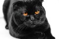 Close-up serious black Cat with Yellow Eyes in Dark. Face black Royalty Free Stock Photo