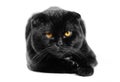 Close-up serious black Cat with Yellow Eyes in Dark. Face black Royalty Free Stock Photo