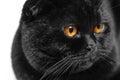 Close-up serious black Cat with Yellow Eyes in Dark. Face black Royalty Free Stock Photo