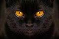 Close-up serious black Cat with Yellow Eyes in Dark. Face black Royalty Free Stock Photo