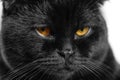 Close-up serious black Cat with Yellow Eyes in Dark. Face black Royalty Free Stock Photo