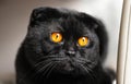 Close-up serious black Cat with Yellow Eyes in Dark. Face black Royalty Free Stock Photo