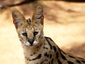 Close-Up of Serval African Wild Cat Royalty Free Stock Photo