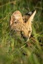 Close-up of serval head in long grass
