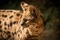 Close up of a serval wild cat Royalty Free Stock Photo