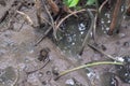 Close up sesarma crabs on the mudflats